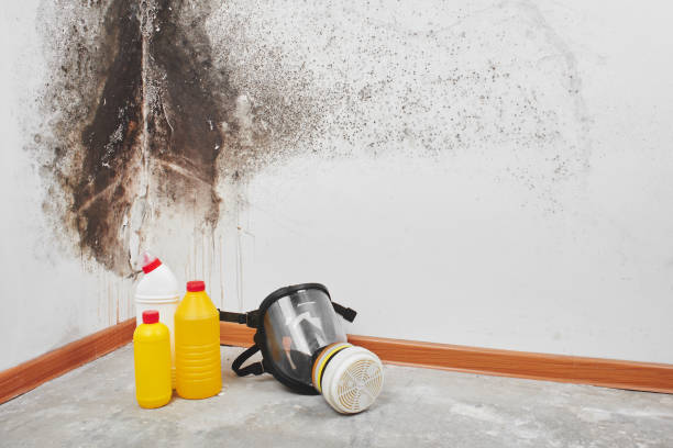 Best DIY Mold Remediation Support Services in Rancho Tehama Reserve, CA