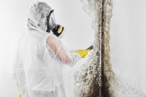 Best Attic Mold Remediation in Rancho Tehama Reserve, CA