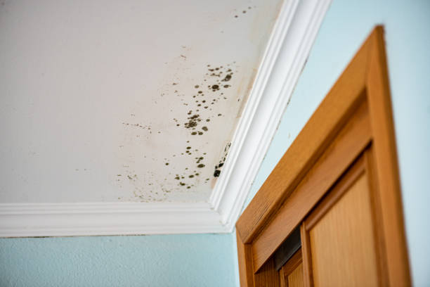 Best Black Mold Remediation in Rancho Tehama Reserve, CA