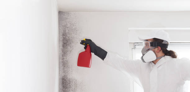 DIY Mold Remediation Support Services