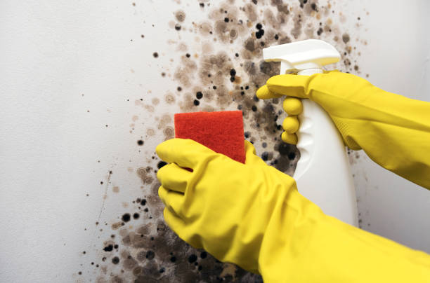 Best DIY Mold Remediation Support Services in Rancho Tehama Reserve, CA