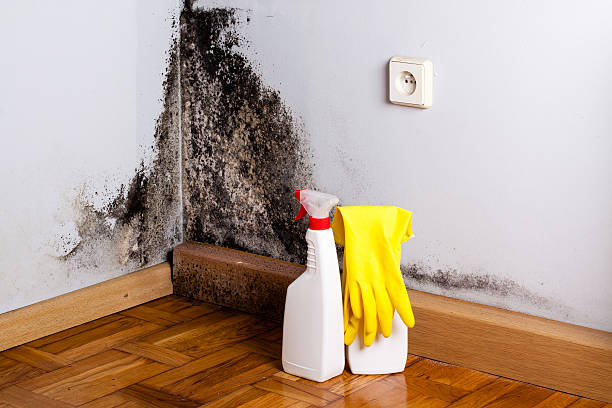 Best Emergency Mold Remediation in Rancho Tehama Reserve, CA